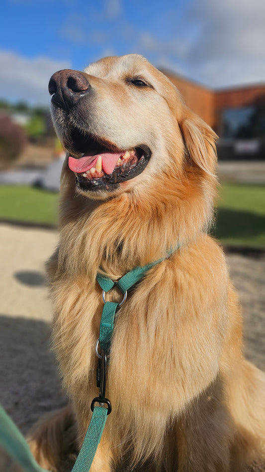 Pack Arnés + Correa