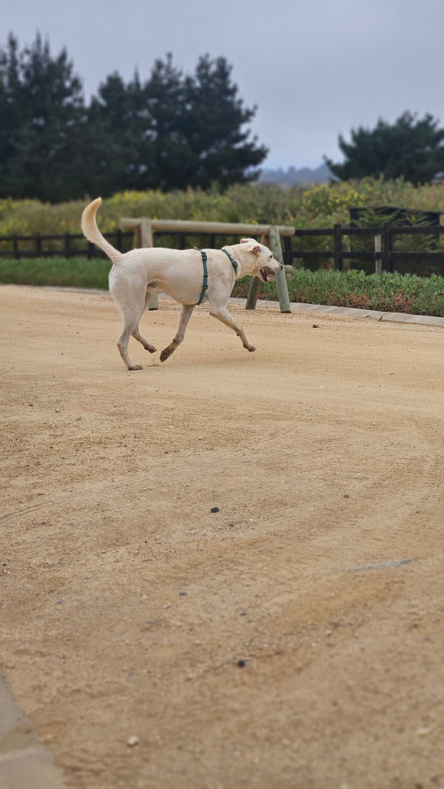 Pack Arnés + Correa