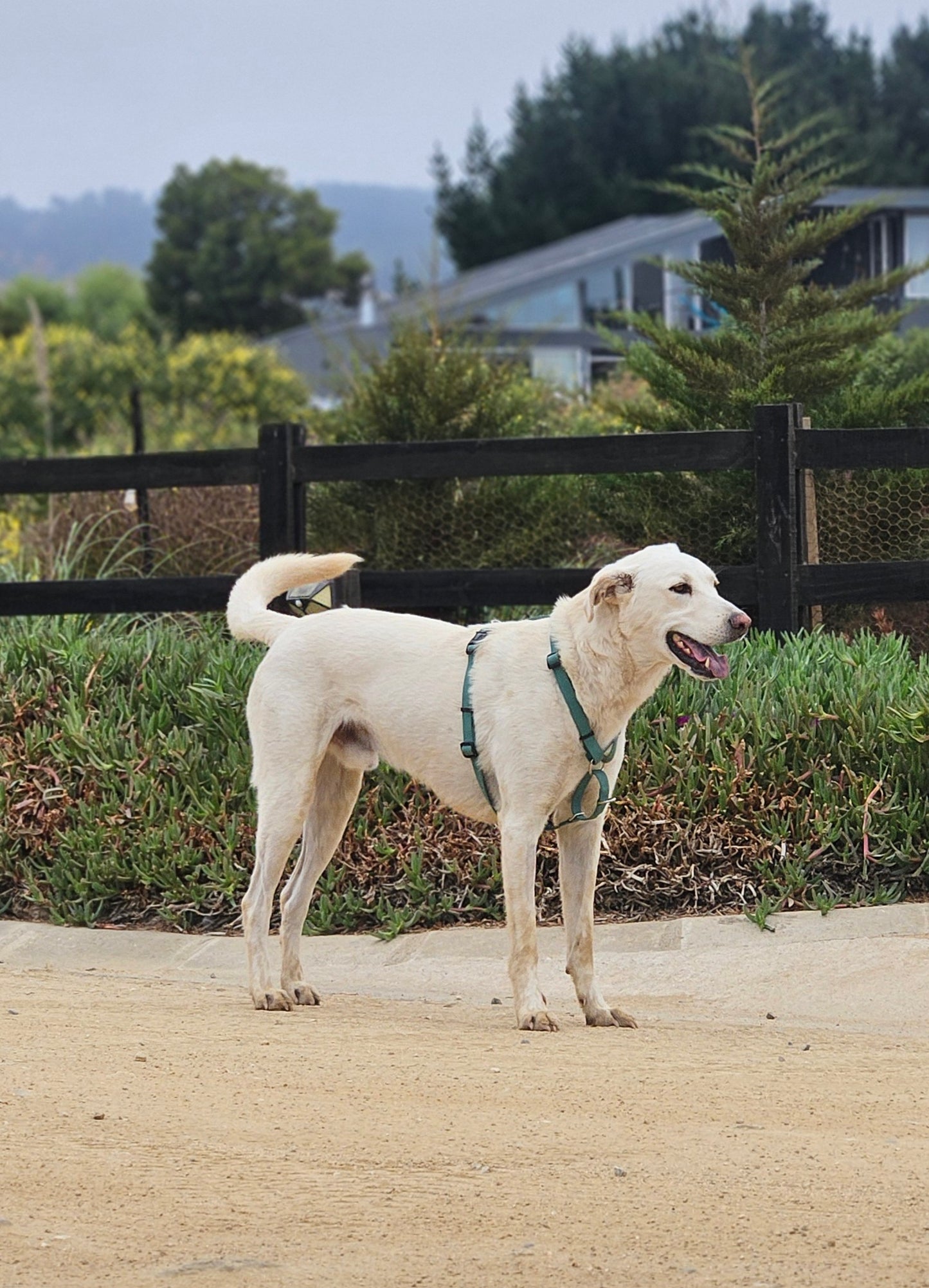 Pack Arnés + Correa